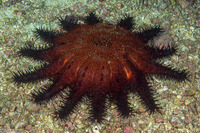 Acanthaster brevispinus (Short-Spined Crown-of-Thorns Star)