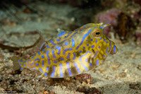 Lactoria fornasini (Thornback Cowfish)
