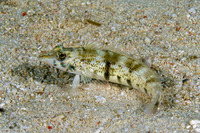 Parapercis lineopunctata (Nosestripe Sandperch)