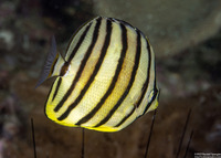 Chaetodon octofasciatus (Eight-Banded Butterflyfish)