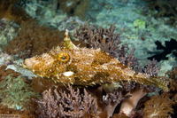 Pseudomonacanthus macrurus (Strapweed Filefish)