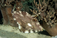 Pseudomonacanthus macrurus (Strapweed Filefish)