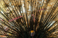 Diademichthys lineatus (Urchin Clingfish)