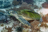 Chelonia mydas (Green Sea Turtle)