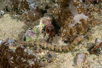 Corythoichthys haematopterus (Reeftop Pipefish)