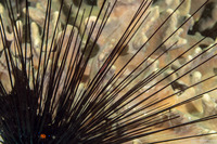 Tuleariocaris zanzibarica (Zanzibar Urchin Shrimp)