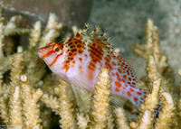 Cirrhitichthys falco (Dwarf Hawkfish)