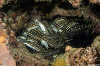 Plotosus lineatus (Striped Catfish)