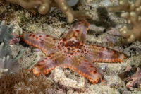 Pentaceraster mammillatus (Nippled Pentaceraster)