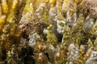 Salarias guttatus (Fine-Spotted Blenny)