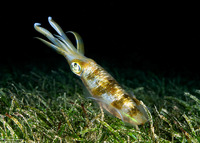 Sepioteuthis lessoniana (Bigfin Reef Squid)