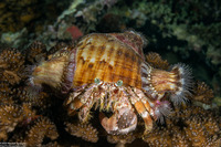 Dardanus pedunculatus (Anemone Hermit Crab)