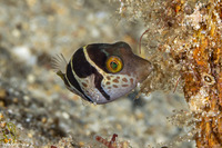 Canthigaster valentini (Black-Saddled Toby)