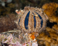 Mespilia globulus (Globe Urchin)