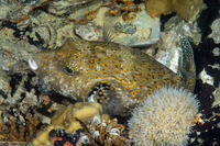 Arothron mappa (Map Puffer)