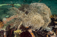 Astroboa nuda (Giant Basket Star)