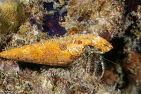 Dardanus lagopodes (Dark Knee Hermit Crab)