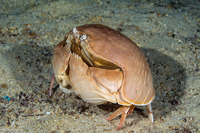 Calappa calappa (Giant Box Crab)