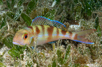 Nemipterus furcosus (Fork-Tailed Threadfin Bream)