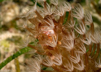 Porcellanella haigae (Haig's Porcelain Crab)