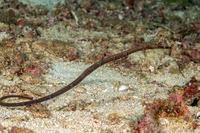 Trachyrhamphus bicoarctatus (Short-Tailed Pipefish)
