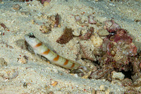 Amblyeleotris rubrimarginata (Redmargin Shrimpgoby)