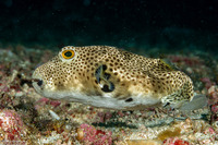 Arothron stellatus (Star Puffer)