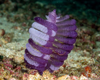 Virgularia sp.1 (Virgularia sp.1)