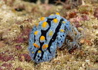 Phyllidia coelestis (Celestial Phyllidia)