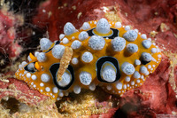 Phyllidia ocellata (Ocellated Phyllidia)