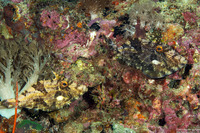 Pseudomonacanthus macrurus (Strapweed Filefish)