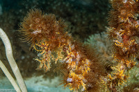 Acrozoanthus australiae (Stick Anemone)