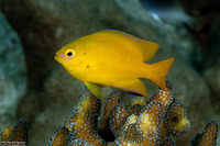 Pomacentrus moluccensis (Lemon Damsel)