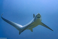 Alopias pelagicus (Pelagic Thresher Shark)