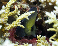 Zebrasoma scopas (Brushtail Tang)