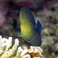 Zebrasoma scopas (Brushtail Tang)