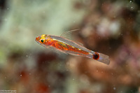 Trimma xanthochrum (Yellowskin Pygmygoby)