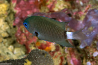 Chromis margaritifer (Bicolor Chromis)