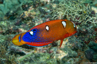 Coris gaimard (Yellowtail Coris)