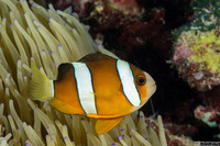 Amphiprion clarkii (Clark's Anemonefish)