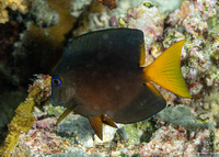 Ctenochaetus binotatus (Twospot Bristletooth)