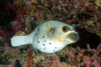 Arothron nigropunctatus (Blackspotted Puffer)