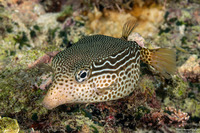 Ostracion solorense (Solor Boxfish)