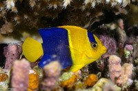 Centropyge bicolor (Bicolor Angelfish)
