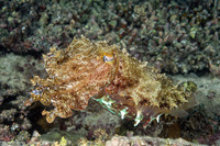 Sepia latimanus (Broadclub Cuttlefish)