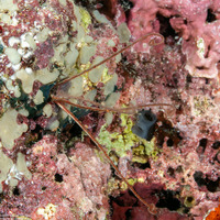 Amphiuridae sp.1 (Burrowing Brittle Star)