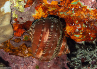 Turbo petholatus (Tapestry Turban)
