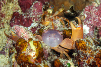 Trapezia cymodoce (Red-Dotted Guard Crab)