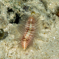 Chloeia bemisae (Chloeia bemisae)