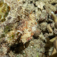 Xiphonectes latibrachium (Wide-Armed Portunus)